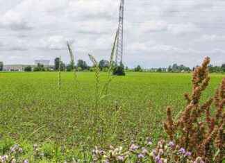 SoGeGross non può costruire: decisione del Tar confermata news-14092024-060319