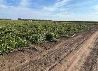 Attacco vandalico a San Severo: distrutto vigneto di un agricoltore news-14092024-061018