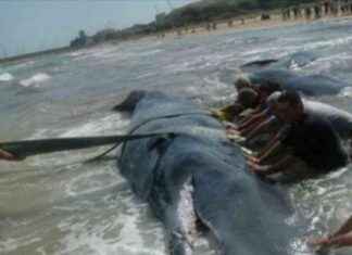 Viale a Vasto dedicato ai capodogli spiaggiati news-14092024-070955