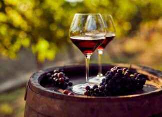 Festival dell’uva e del Lambrusco a Castelvetro: degustazioni abbondanti news-14092024-093552