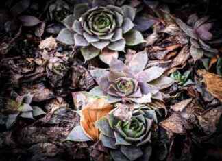 Sarco: La Capsula della Morte – L’Ultimo Addio con Azoto | CUENEWS news-14092024-113423