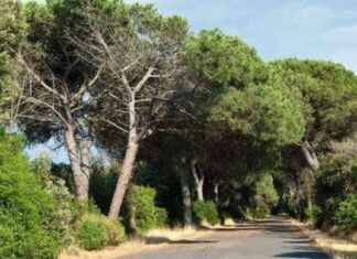 Scandalo a Roma: politico del X municipio sorpreso in pineta con l’amante news-14092024-220033