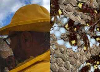 Vespa Orientalis a Roma: Colonie in Appartamenti, Invasione a Ottobre. news-16092024-083222