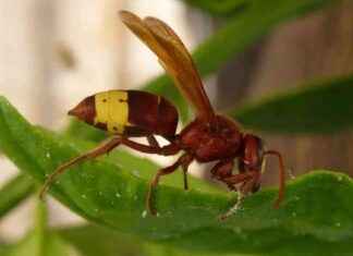 Vespe Orientalis a Roma: Pericolo Invasione Città news-16092024-101724