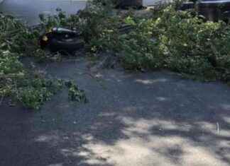 Incidente a Via Lanciani: Ramo cade su padre e figlia in scooter news-16092024-101757