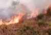 Incendio a Serpentara: Terzo Fuoco in Tre Giorni, Via Radicofani Coinvolta news-17092024-004216