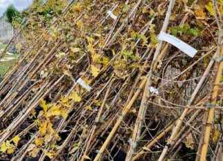 Nuovo bosco urbano di Mostacciano: La rivoluzione green a Roma news-17092024-235332