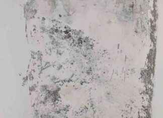 Muffa e perdite d’acqua nell’asilo: soluzioni per un ambiente salubre news-18092024-060716