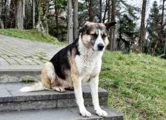 Cosa fare se si trova un cane abbandonato: guida e contatti utili news-18092024-100914