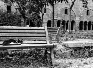 Roma Report: Scopri la Bellezza di Roma con la Cartolina n. 137 news-20092024-170323