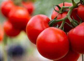 Ricette salutari: utilizzare pomodori interi per benefici extra – RomaDailyNews news-22092024-055835