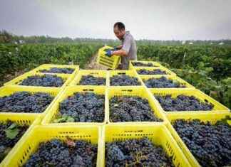 Stagione della vendemmia nel Ningxia: Focus sulla produzione di vino in Cina news-22092024-120212