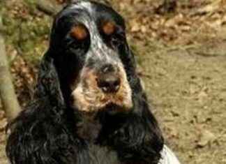 Caccia ai banditi assassini a Monteverde Vecchio: Ricky, cocker ucciso gettato dal sesto piano news-22092024-163444