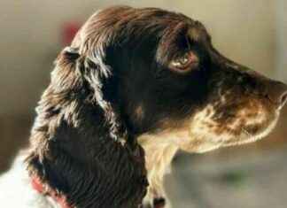 Roma, ladri lanciano cane da un palazzo a Monteverde: ricompensa di 5mila euro news-23092024-170940