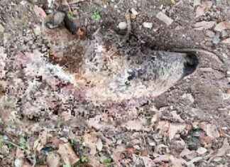 Scoperta choc: testa mozzata di capriolo a Roma – Largo Lanciani news-24092024-171452