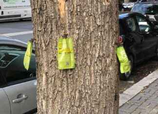 Trattamenti contro parassiti di olmi e lecci: Alberi, novità e strategie efficienti news-24092024-232116