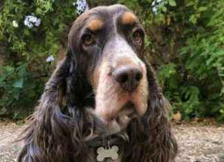 Ladri a Roma lanciano un cane da un palazzo a Monteverde: banda di rom colpisce (80 characters) news-24092024-232147