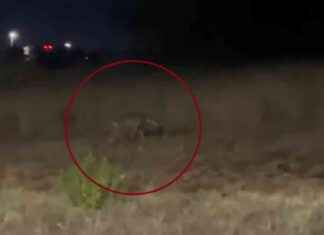 Lupo catturato a Porta di Roma: attacchi nei quartieri urbani. news-26092024-234822