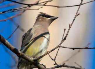 Birdwatching nel Lazio: Guida agli Eventi Lipu news-05102024-095655