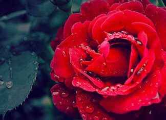 Il Roseto di Roma apre per la fioritura autunnale news-26102024-122902