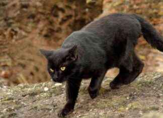 Fornitura cibo gatti: Nuova modalità colonie feline a Roma news-29102024-191143