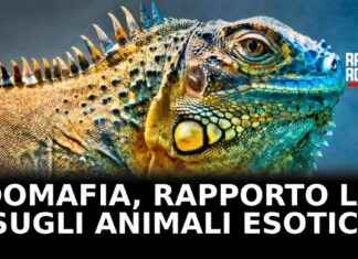 Rapporto LAV: Zoomafia e animali esotici, video incluso news-31102024-083303