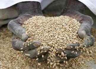 Aumento del 26% dell’Emergenza Fame in 4 Anni: Cause e Impatti a Roma news-12112024-030801