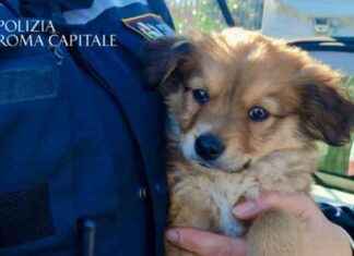 Ritrovamento di due cuccioli rubati al canile della Muratella ritrovamento-di-due-cuccioli-rubati-al-canile-della-muratella