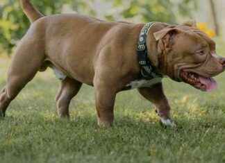 Fuga e aggressioni a Focene: Cani restano con padrone fuga-e-aggressioni-a-focene-cani-restano-con-padrone