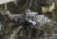 Abella Danger Profil OnlyFans – A-t-il des photos ou vidéos fuitées ? Abella Danger Profil OnlyFans – A-t-il des photos ou vidéos fuitées ?