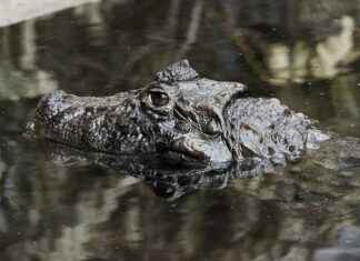 Abella Danger Profil OnlyFans – A-t-il des photos ou vidéos fuitées ? Abella Danger Profil OnlyFans – A-t-il des photos ou vidéos fuitées ?