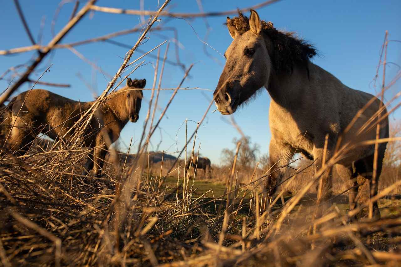 Amariah Morales Profil OnlyFans – A-t-il des photos ou vidéos fuitées ? 8 Quels sont les défis d'être créateur sur OnlyFans ?