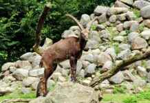 Ari Kytsya Profil OnlyFans – A-t-il des photos ou vidéos fuitées ? Ari Kytsya Profil OnlyFans – A-t-il des photos ou vidéos fuitées ?