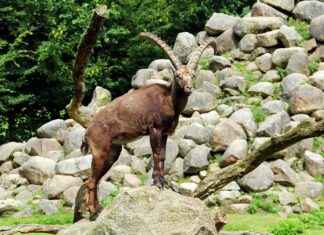 Ari Kytsya Profil OnlyFans – A-t-il des photos ou vidéos fuitées ? Ari Kytsya Profil OnlyFans – A-t-il des photos ou vidéos fuitées ?