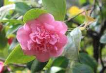 Camilla Araujo Profil OnlyFans – A-t-il des photos ou vidéos fuitées ? Camilla Araujo Profil OnlyFans – A-t-il des photos ou vidéos fuitées ?