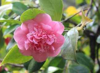 Camilla Araujo Profil OnlyFans – A-t-il des photos ou vidéos fuitées ? Camilla Araujo Profil OnlyFans – A-t-il des photos ou vidéos fuitées ?