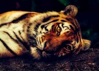 Corinna Kopf Profil OnlyFans – A-t-il des photos ou vidéos fuitées ? Corinna Kopf Profil OnlyFans – A-t-il des photos ou vidéos fuitées ?