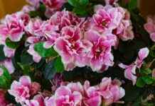 Iggy Azalea Profil OnlyFans – A-t-il des photos ou vidéos fuitées ? Iggy Azalea Profil OnlyFans – A-t-il des photos ou vidéos fuitées ?