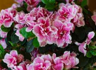 Iggy Azalea Profil OnlyFans – A-t-il des photos ou vidéos fuitées ? Iggy Azalea Profil OnlyFans – A-t-il des photos ou vidéos fuitées ?