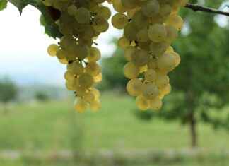 Kaitlyn Krems Profil OnlyFans – A-t-il des photos ou vidéos fuitées ? Kaitlyn Krems Profil OnlyFans – A-t-il des photos ou vidéos fuitées ?