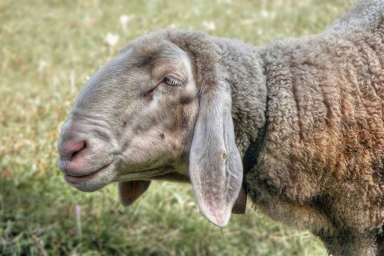 Pourquoi les abonnés choisissent-ils de suivre Lana Rhoades ?
