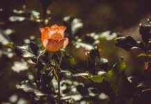 Salice Rose Profil OnlyFans – A-t-il des photos ou vidéos fuitées ? Salice Rose Profil OnlyFans – A-t-il des photos ou vidéos fuitées ?