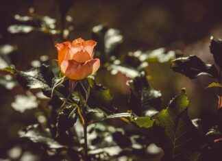 Salice Rose Profil OnlyFans – A-t-il des photos ou vidéos fuitées ? Salice Rose Profil OnlyFans – A-t-il des photos ou vidéos fuitées ?