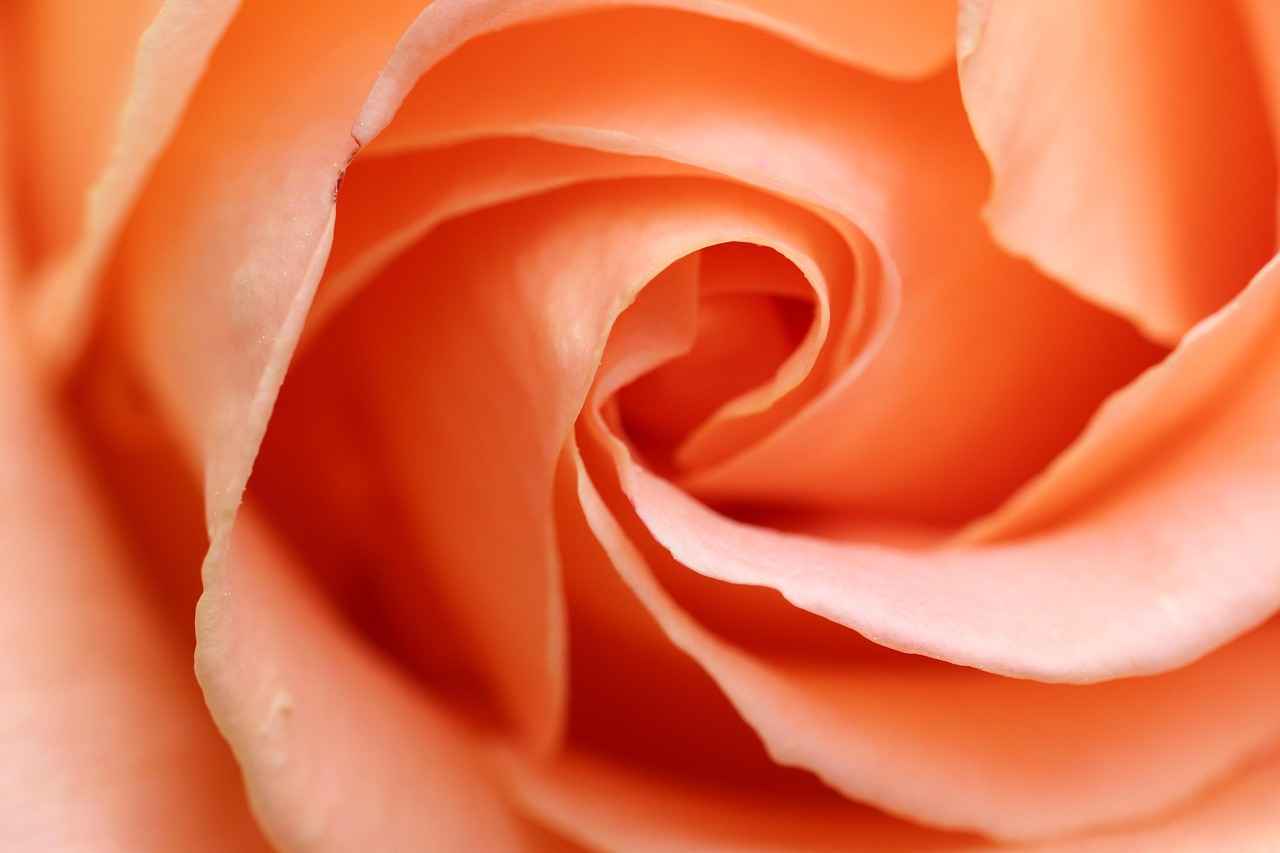 Qui est Salice Rose ?