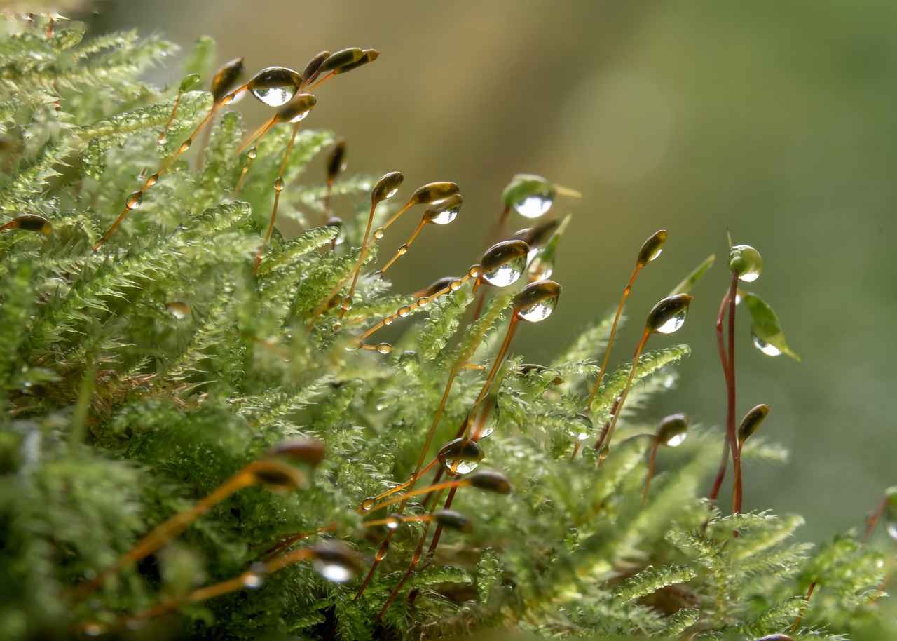 Comment les abonnés perçoivent-ils le contenu de Sophie Rain ?