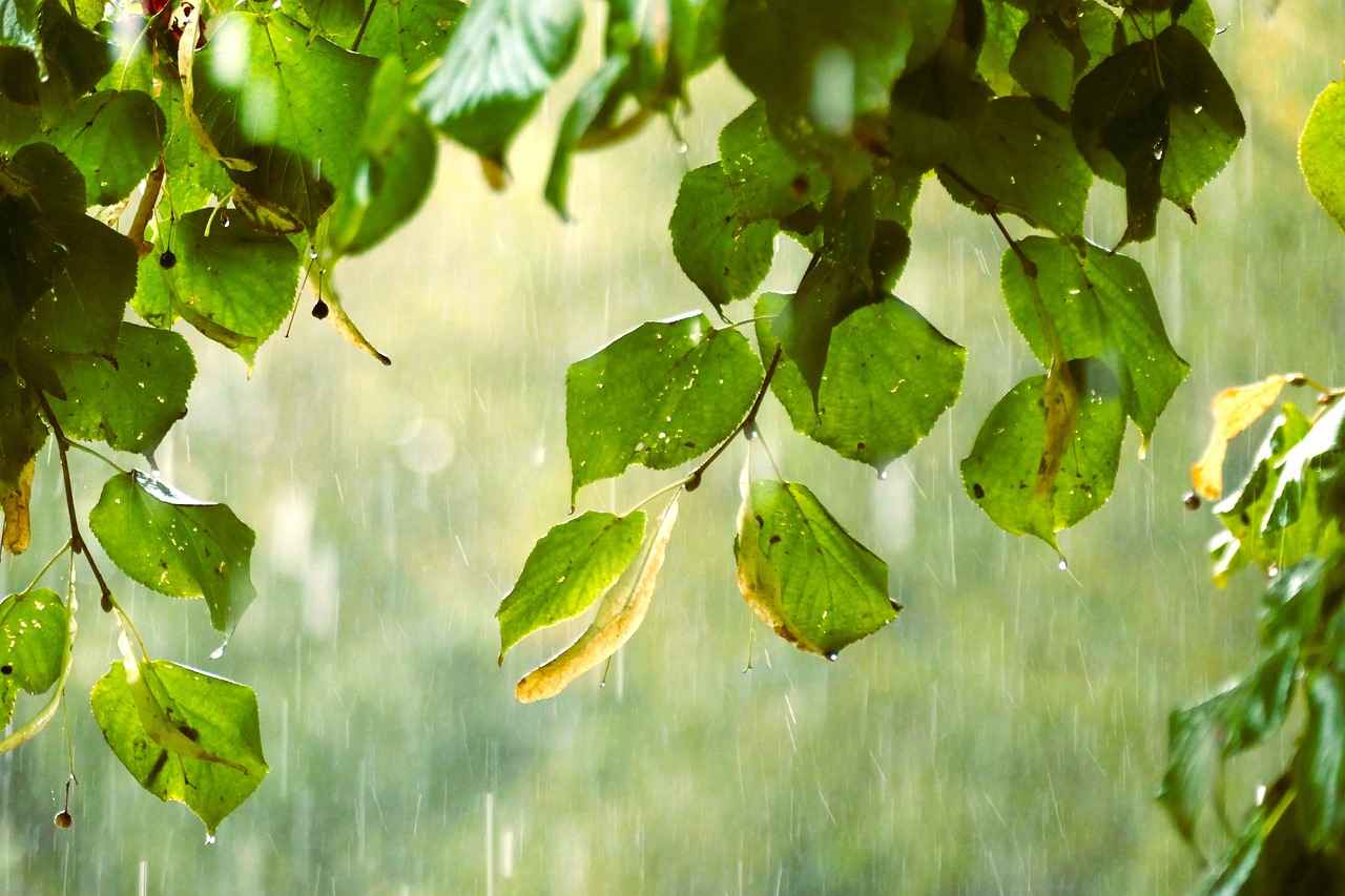 Qui est Sophie Rain ?