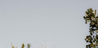 Statistiche Giocatore Della Partita Boston Celtics – Miami Heat: Chi Ha Sorpreso?