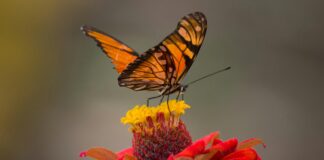 Statistiche Atalanta – Fiorentina: Scopri I Dati Sorprendenti!