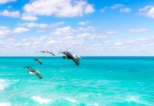 Statistiche Giocatore Della Partita Pelicans – Lakers: Chi Ha Brillato?