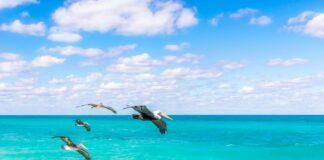 Statistiche Giocatore Della Partita Pelicans – Lakers: Chi Ha Brillato?